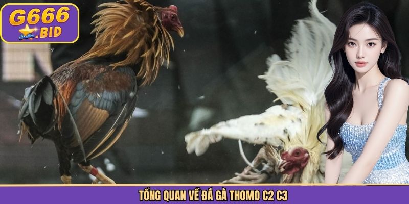 Tổng quan về đá gà Thomo C2 C3